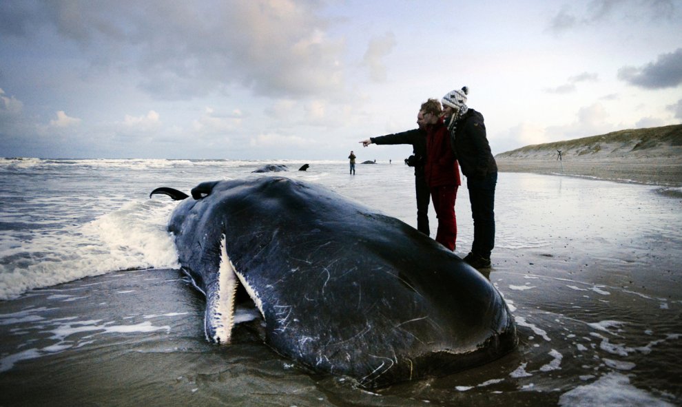 La gente se para al lado de un cachalote en la isla holandesa de Texel, el 13 de enero de 2016. Cinco cachalotes murieron tras quedar varados en la playa./AFP/REMKO DE WAAL