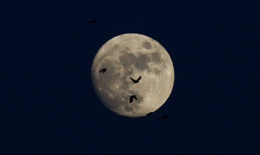 Las aves se perfilan frente a la luna en el cielo de Berlín. REUTERS / Pawel Kopczynski