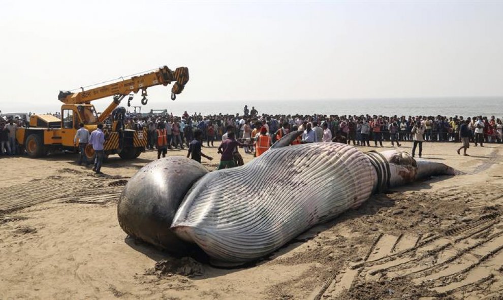 Un grupo de curiosos observa el cuerpo sin vida de una ballena encontrada en la playa de Juhu, en la costa del mar Arábigo, en Bombay (India). Según informaron los medios locales, se precisó la ayuda de una grúa para mover el cuerpo de la ballena que medí