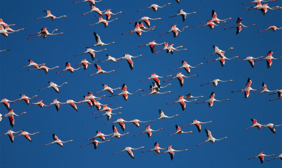 Flamencos en vuelo. Fotografía realizada en el Parque Natural de La Albufera, en España. GUILLERMO GARCÍA (Ramsar)