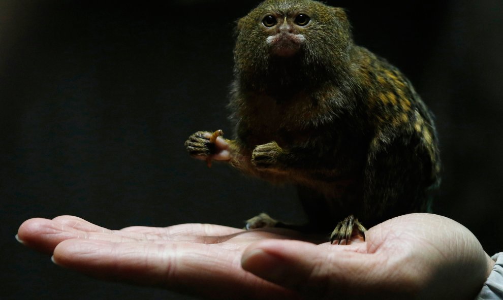 Un tití pigmeo, el mono más pequeño del mundo, en el Parque Oceánico de Hong Kong. / BOBBY YIP (REUTERS)