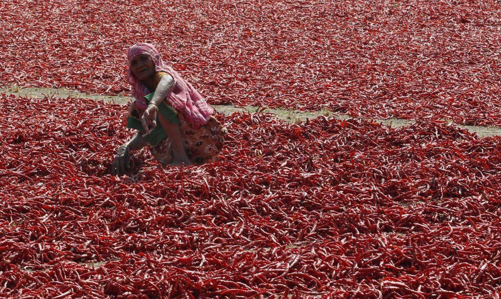 Una mujer en un campo de cultivo de chiles en una granja en las afueras de Ahmedabad, India. REUTERS/Amit Dave