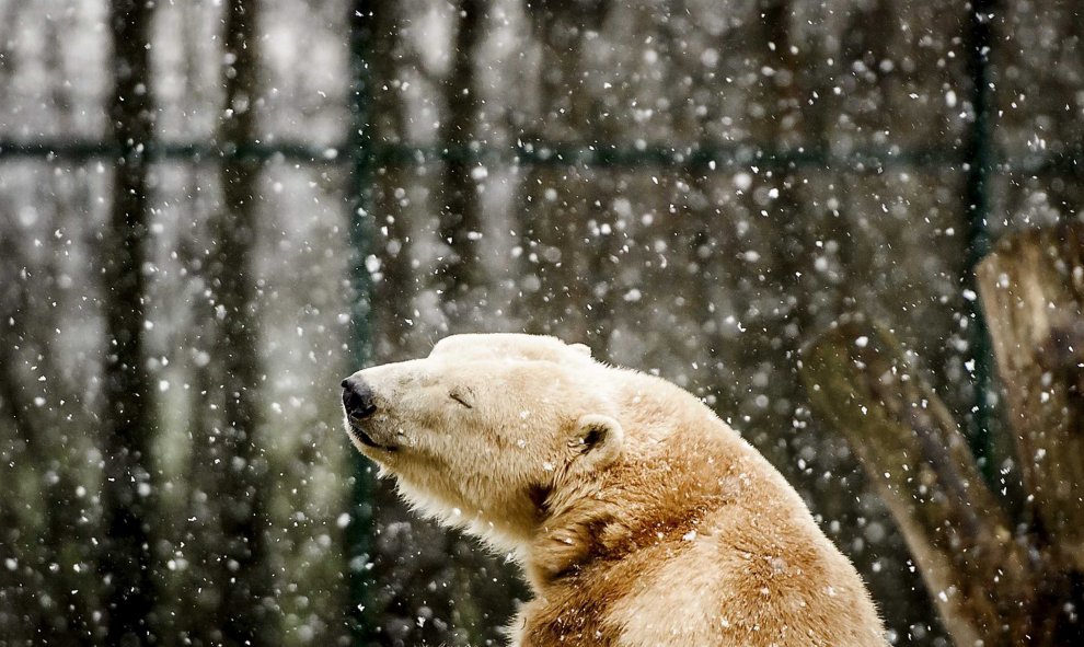 Un oso polar permanece bajo la nieve en el zoo de Dierenrijk en Nuenen, Holanda. EFE/REMKO DE WAAL