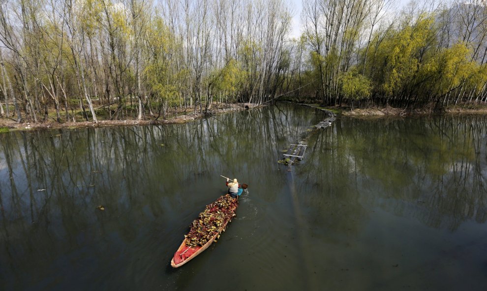 Mujer de Cachemira lleva un barco cargado de malas hierbas recogidas del lago Dal en Srinagar, en India. REUTERS/Danish Ismail