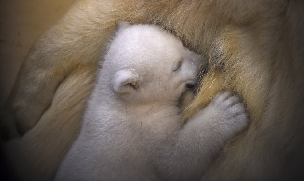 Cachorro de oso polar abraza a su madre Valeska en el Zoo de Bremen, Alemania. REUTERS/Carmen Jaspersen