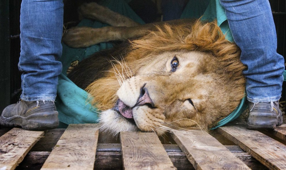 Cuidadores del zoo de Burgers en Arnhem (Holanda) preparan a un león sedado para ser trasladado a otor zoo. El león Zeus, de cinco años, será llevado al zoo de Sosto en Hungría. EFE/Piroschka Van De Wouw