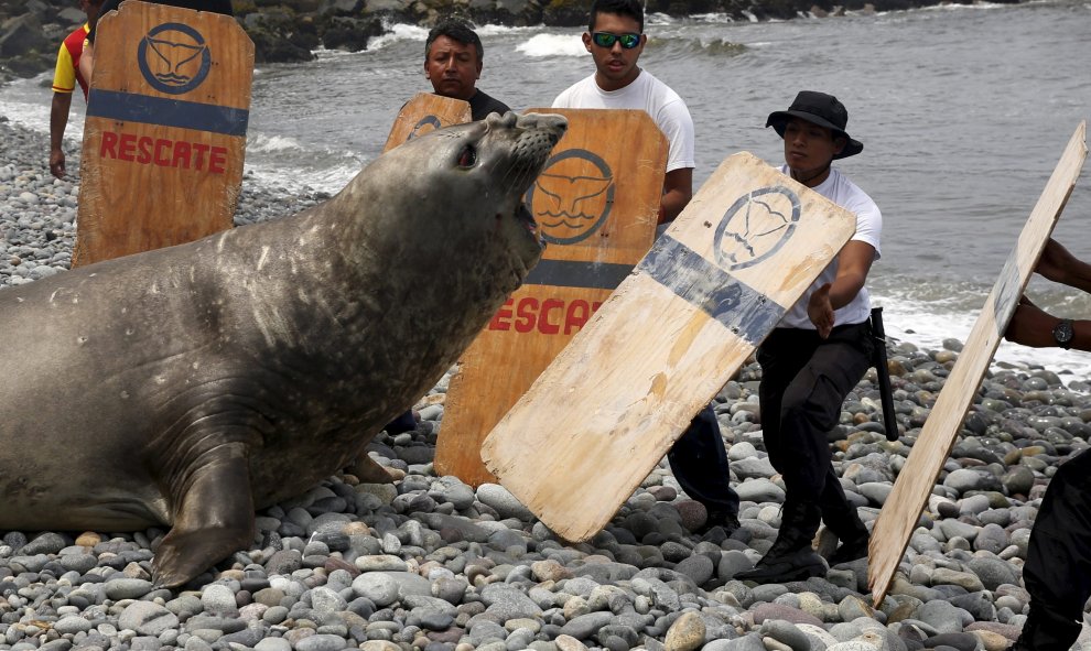 Un elefante marino junto a la policía y voluntarios en una playa en el distrito de Miraflores de Lima. REUTERS/Mariana Bazo