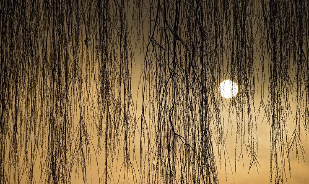 Las ramas de un sauce llorón forman una cortina natural delante del sol al amanecer en Mallnow, Alemania. EFE/Patrick Pleul