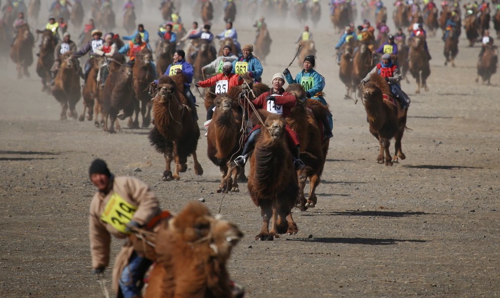 Jugadores del camel polo durante el Camel Festival, en Dalanzadgad, Mongolia. REUTERS/B. Rentsendorj