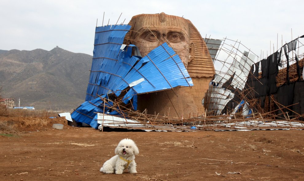 Un perro posa delante de la cabeza de una réplica de una esfinge abandonada en Shijiazhuang, provincia de Hebei, China. REUTERS/Stringer