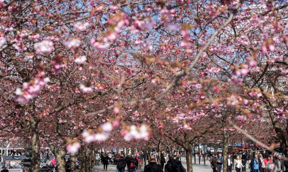 Vista general de los cerezos en flor en el parque Kungstradgarden de Estocolmo. EFE/Henrik Montgomery