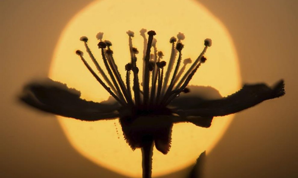 Detalle de una flor al amanecer en Alt Zeschdorf, Alemania. EFE/Patrick Pleul