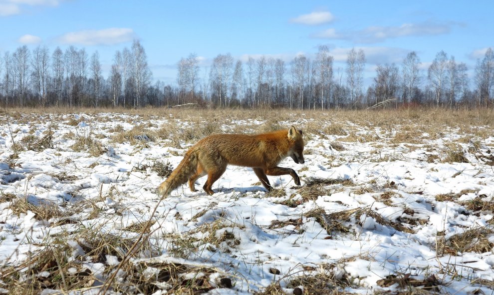 Un zorro camina por la zona de exclusión cercana a Chernóbil. REUTERS/Vasily Fedosenko