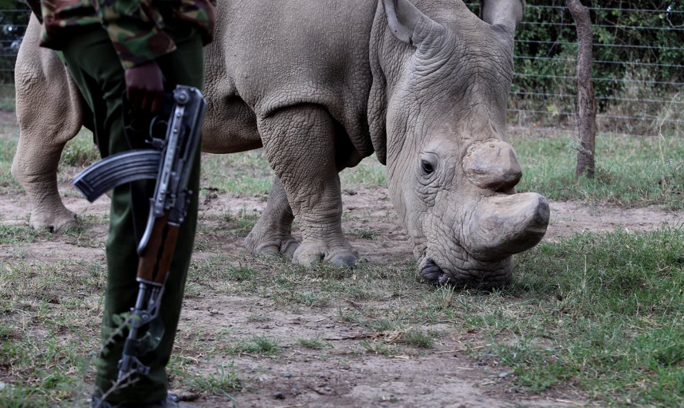 Un oficial de policía vigila a un rinoceronte blanco cerca de la ciudad de Nanyuki. REUTERS/Siegfried Modola