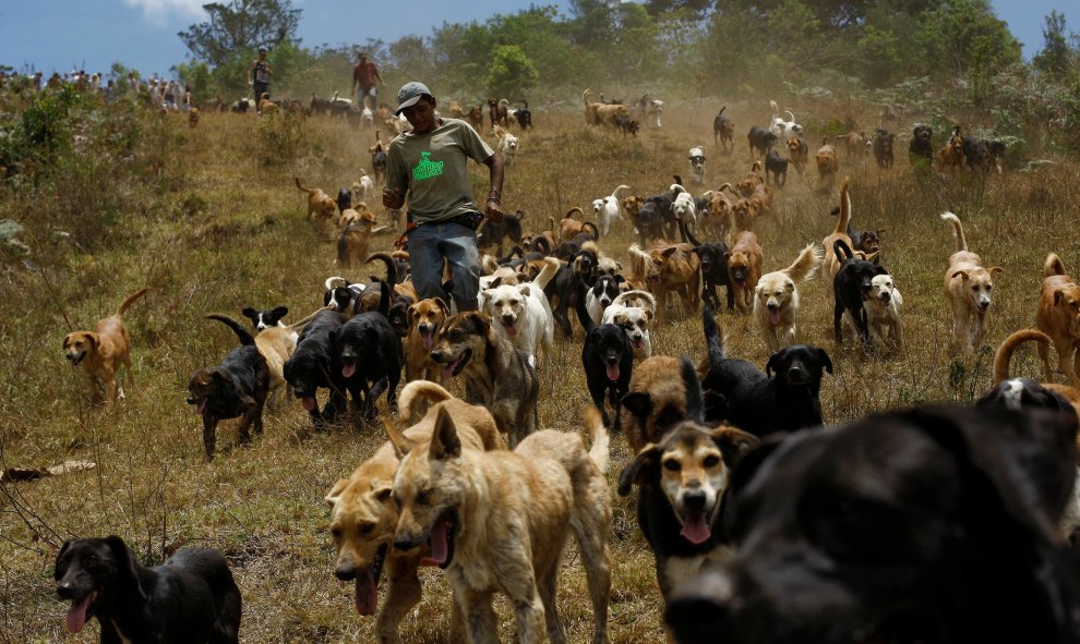Los perros callejeros que se ejecutan en el santuario del Territorio de Zaguates o 'Tierra de los parásitos' en Carrizal de Alajuela, Costa Rica. REUTERS/Juan Carlos Ulate