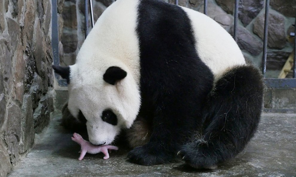 Aibang, una madre panda gigante con su cría recien nacida en un centro de cría de pandas gigantes en Chengdu , provincia de Sichuan , China. REUTERS