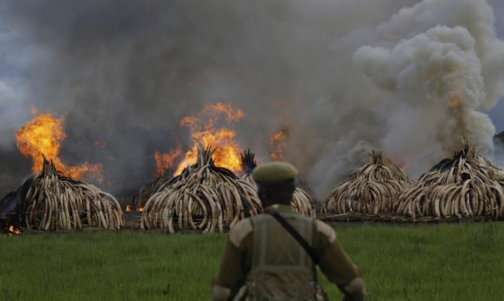 Kenia declaró  la guerra a los cazadores furtivos con la quema de 105 toneladas de marfil y 1,35 de cuerno de rinoceronte procedentes de la caza ilegal, que ha puesto en riesgo la supervivencia de los elefantes en África. EFE/DANIEL IRUNGU