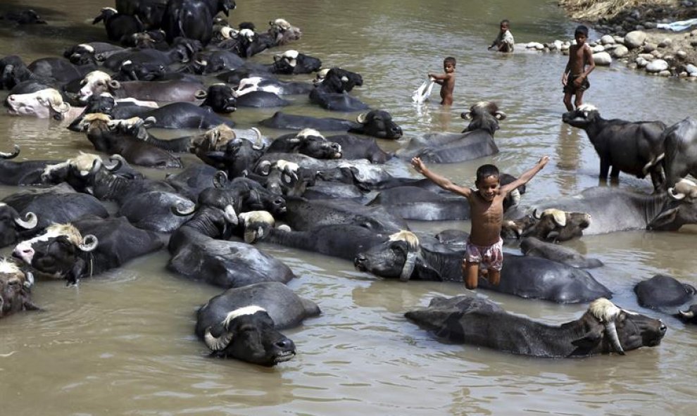 Unos niños se bañan junto a unos búfalos en las afueras de Jammu en la región de Cachemira, India. EFE/Str