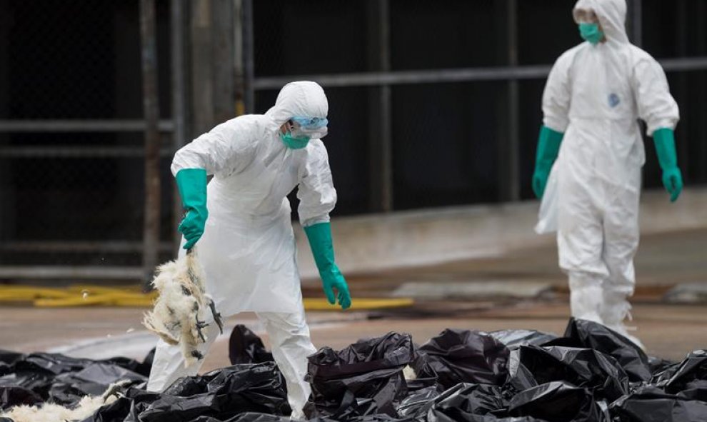 Trabajadores con trajes de protección sacrifican pollos en el mercado de aves de Cheung Sha Wan en Hong Kong tras la paralización de  la venta de aves vivas, al detectar muestras del virus H7N9, potencialmente letal en humanos, en restos fecales recogidos