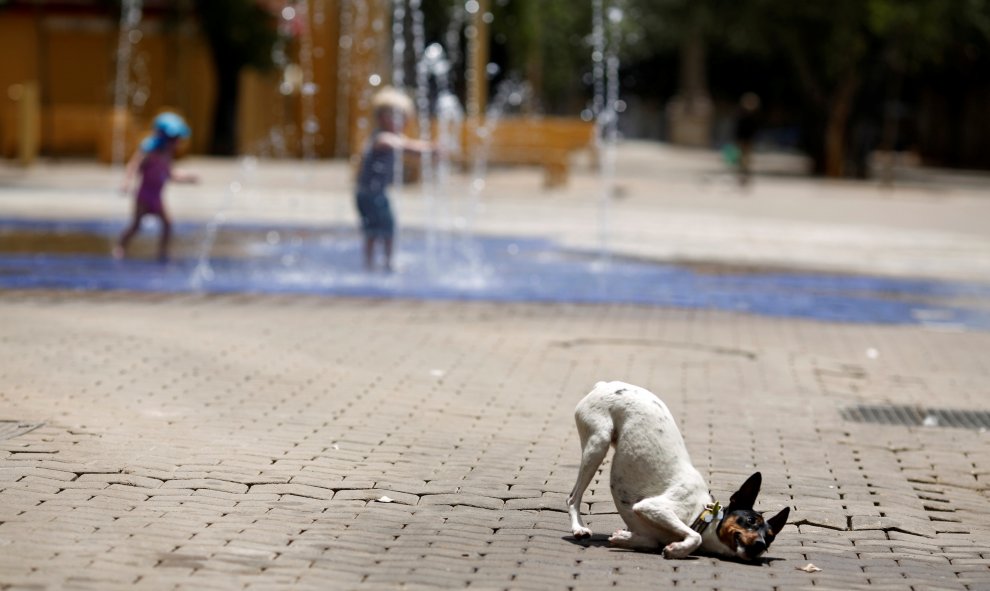 Un perro se frota contra el pavimento tras mojarse en una fuente durante un caluroso día en Sevilla, España.REUTERS/Marcelo del Pozo
