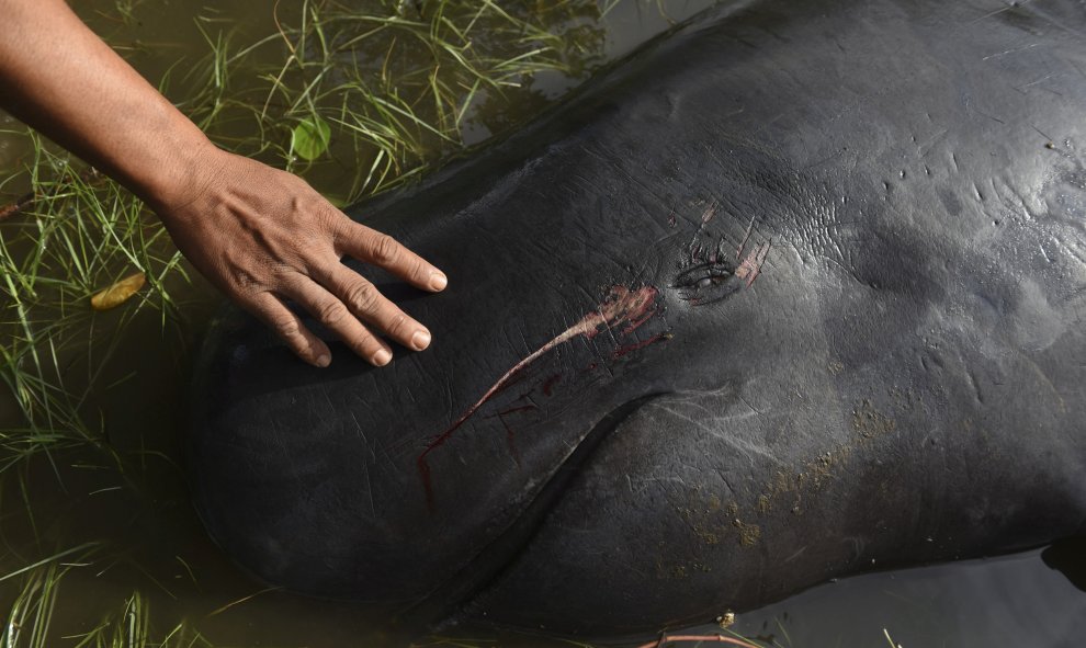 Un hombre toca a una ballena muerta tras quedar varada en una playa en Probolinggo, Indonesia. REUTERS