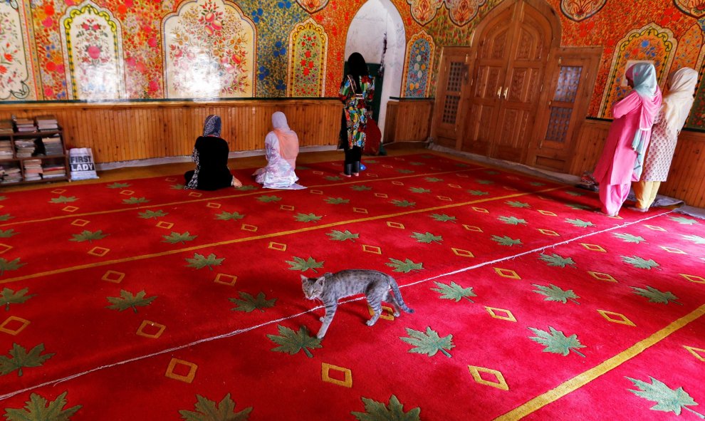 Un gato camina tras unas mujeres musulmanas que rezan en una mezquita durante el Ramadan en Srinagar. REUTERS/Danish Ismail