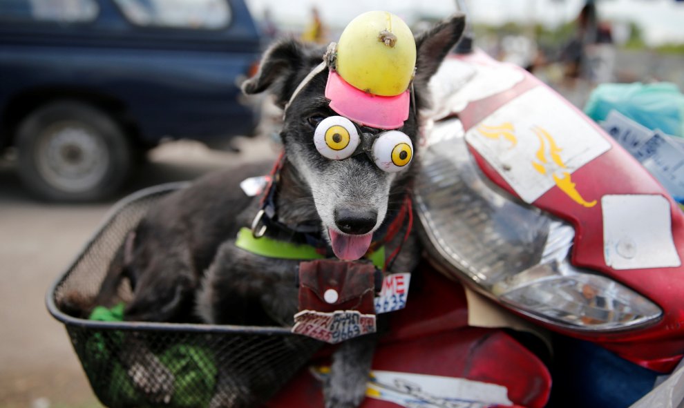 Un perro viste unos los ojos falsos montado en una motocicleta en Samut Sakhon, Tailandia. REUTERS / Jorge Silva