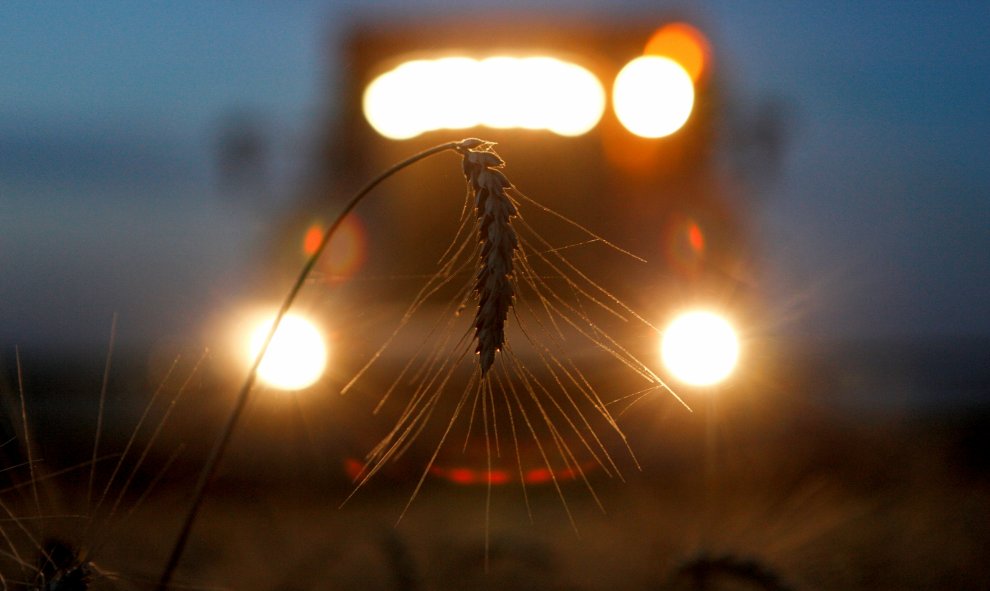 Una cosechadora recolecta trigo en Novokavkazsky, Rusia. REUTERS/Eduard Korniyenko.