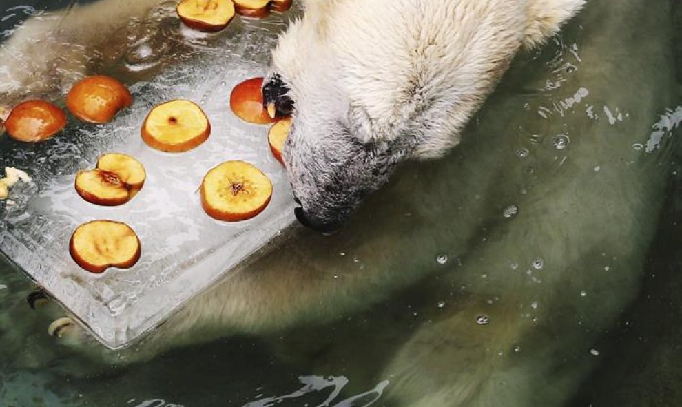 Un oso polar llamado Namgeugi come fruta encima de un trozo de hielo en un parque de atracciones de Daejeon, Corea del Sur. EFE/Yonhap