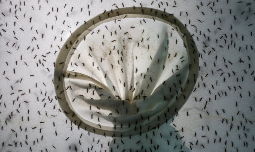 Los mosquitos se crían en el interior de la Universidad Sun Yat -Sen de Control de Enfermedades Tropicales en Guangzhou, China. REUTERS/Bobby Yip