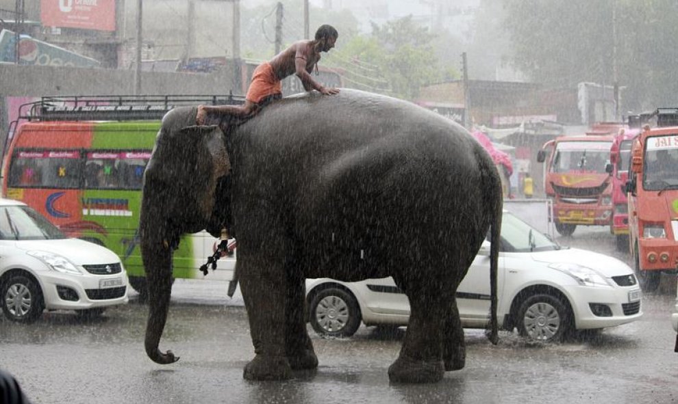 Un hombre permanece sentado sobre un elefante durante un día de fuertes lluvias en Jammu, capital de invierno de la Cachemira india. EFE/Jaipal Singh