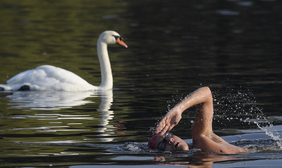 Los nadadores toman un baño entre los cisnes durante la madrugada en el lago Serpentine en Londres, Gran Bretaña. REUTERS/Toby Melville