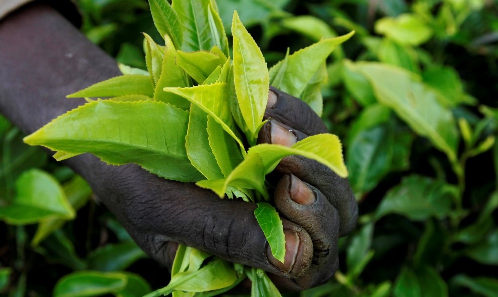 Un trabajador recoge hojas de te en una plantación en Githunguri, cerca de Nairobi, la capital de Kenya. REUTERS/Thomas Mukoya