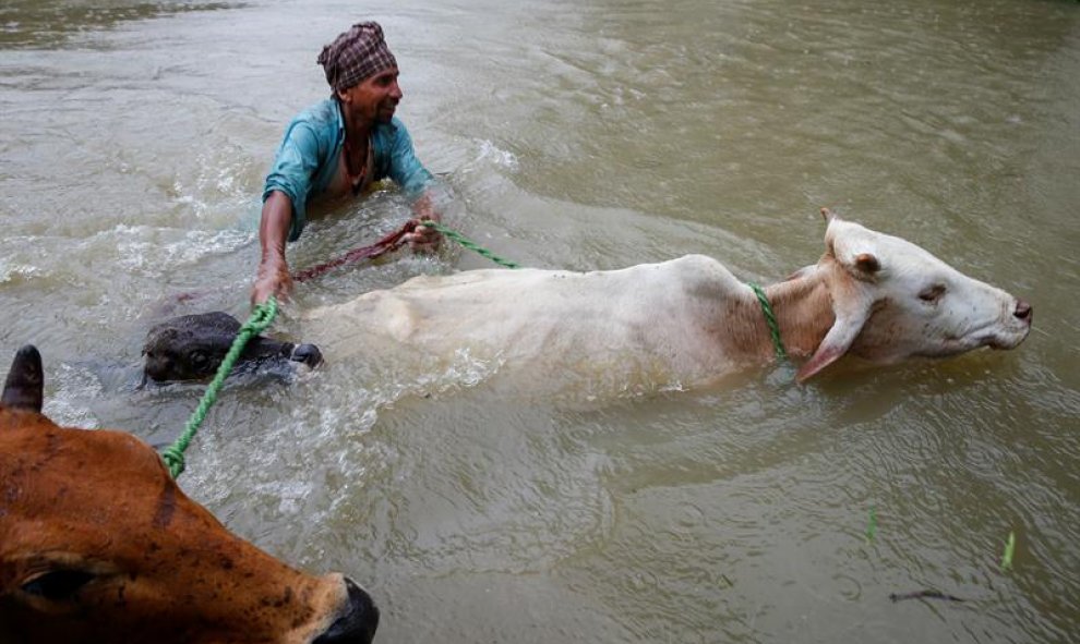 Un hombre atraviesa con dos vacas una zona inundada en el pueblo de Topa, en el distrito de Saptari, en Nepal. EFE/EPA/NARENDRA SHRESTHA