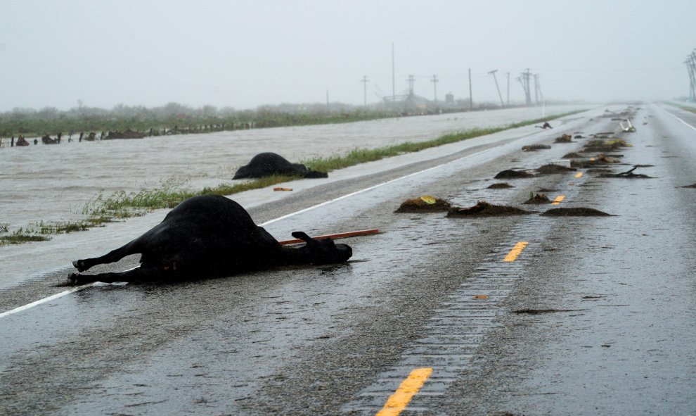 Dos vacas muertas tras el paso del huracán Harvey por la autopista 35, cerca de Fulton, Texas, (EEUU).- REUTERS / Rick Wilking / File Photo