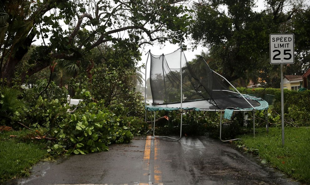 Un árbol caído en Pompano Beach, Florida. - AFP