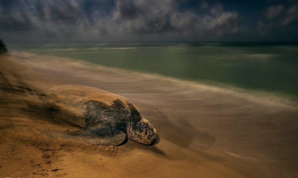 BRIAN SKERRY