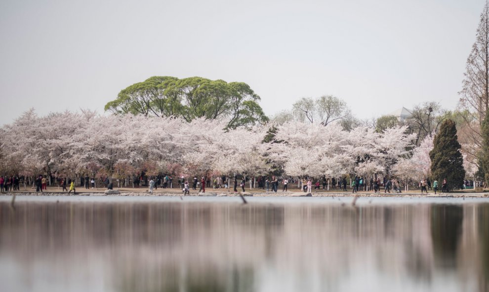 Vista general de los cerezos en flor de Tokio, en Japón.- AFP