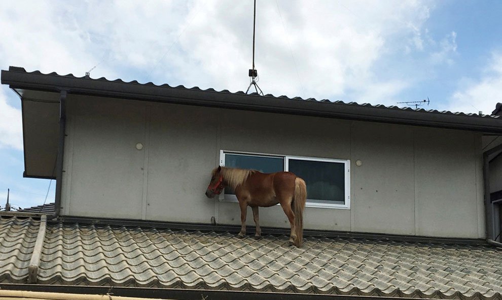 Animales, como este caballo, se han subido a los tejados de las casas ante la subida del agua en Kurashiki, Japón. / Reuters