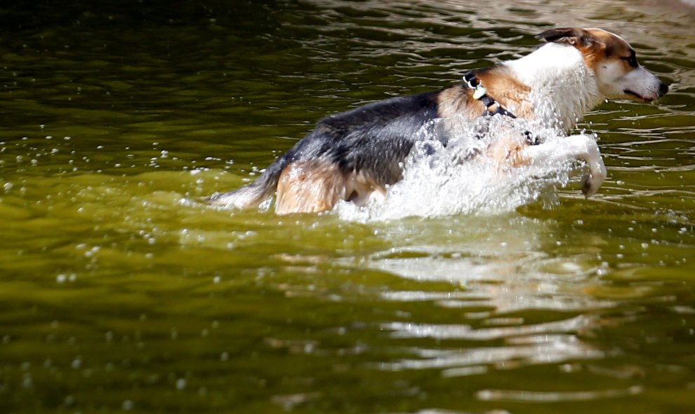 Un perro juega en el interior de una fuente pública en Madrid. REUTERS/Javier Barbancho