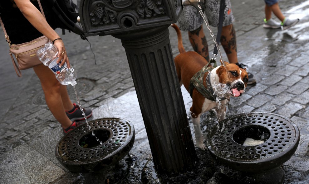 Un perro bebe agua de una fuente pública en Madrid. REUTERS/Susana Vera