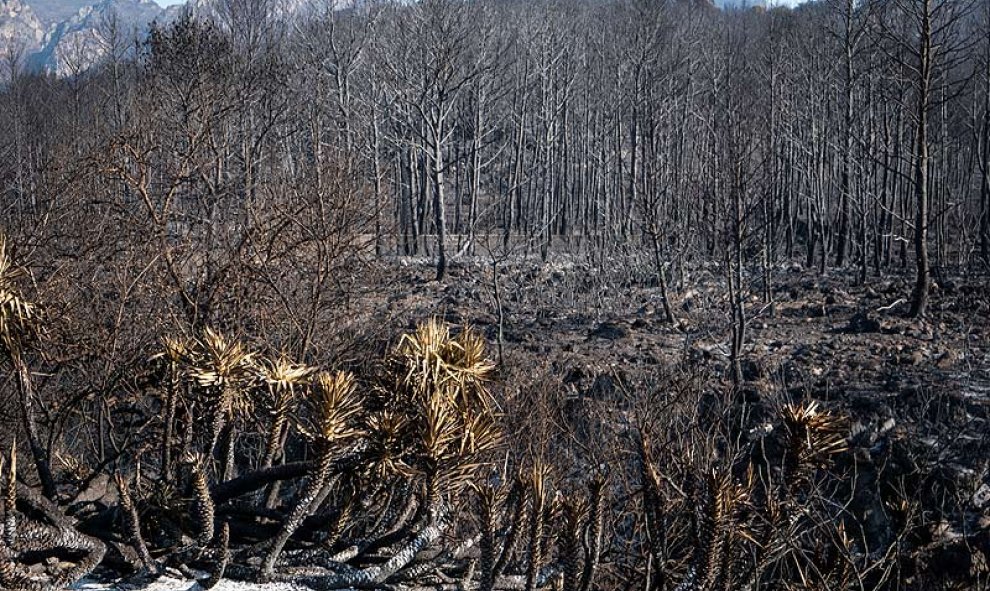 Urbanizaciones Montepino y Montesol afectadas por el incendio forestal de Llutxent, en Gandía. Greenpeace/Pedro Armestre