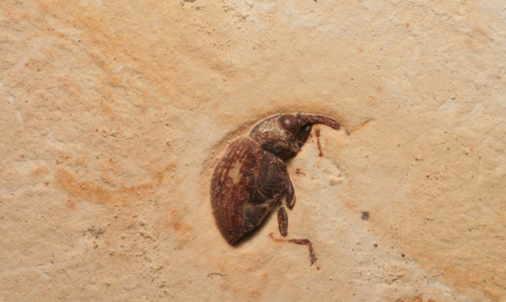 Fósil Curculionidae, encontrado en la cuenca del Araripe, un enclave que engloba algunos de los principales depósitos de fósiles de Brasil.- Museo UFRJ