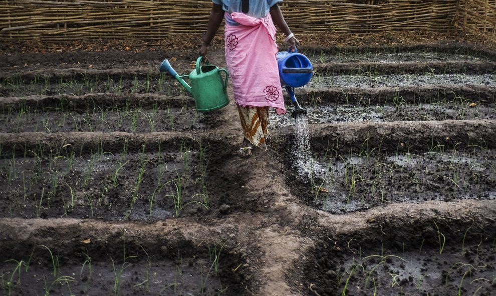 El arroz es la base de la alimentación en Guinea Bissau, uno de los países más pobres del mundo, y donde la empresa española AGROGEBA ha acapadado tierras. PEDRO ARMESTRE