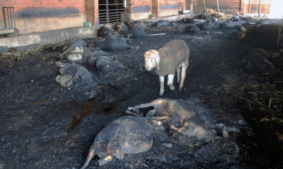 27/06/2019.- Una oveja sobreviviente junto a unas abrasadas en una granja afectada por el incendio forestal que quema desde la tarde de ayer en varios términos municipales de la comarca tarraconense de Ribera d'Ebre, y que sigue descontrolado y afecta ya