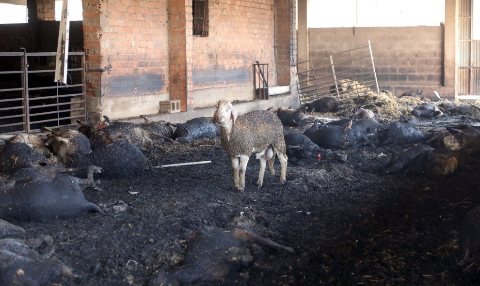 Una oveja que sobrevivió junto a unas abrasadas en una granja afectada por el incendio forestal que quema desde la tarde de ayer en varios términos municipales de la comarca tarraconense de Ribera d'Ebre, y que sigue descontrolado y afecta ya a más de 4.0