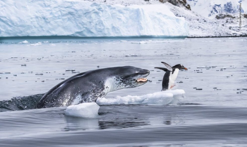 Una foca leopardo sale del agua para tratar de capturar a su presa, un pingüino gentoo./ Eduardo del Álamo.