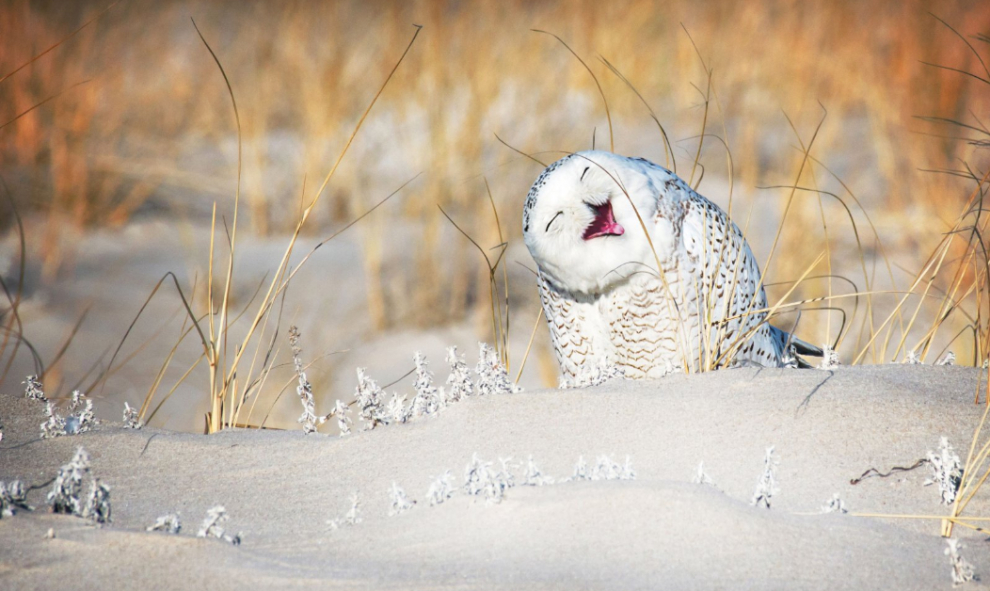 18/09/2019 - Una simpática lechuza. / The Comedy Wildlife 2019, Vicki Jauron