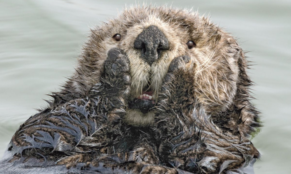 18/09/2019 - Menuda sorpresa más adorable. / The Comedy Wildlife 2019, Harry Walker