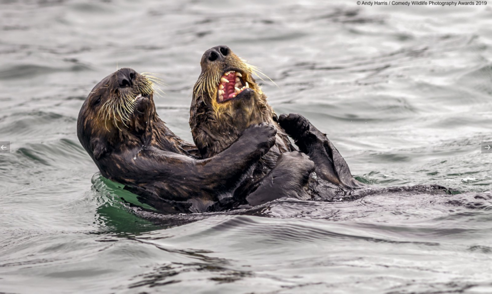 18/09/2019 - Cosquillas asesinas. / Menuda sorpresa más adorable. / The Comedy Wildlife 2019, Andy Harris